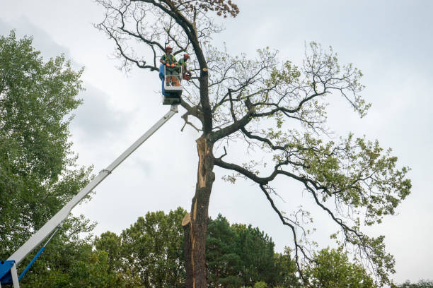 Best Tree Cabling and Bracing  in East Washington, PA