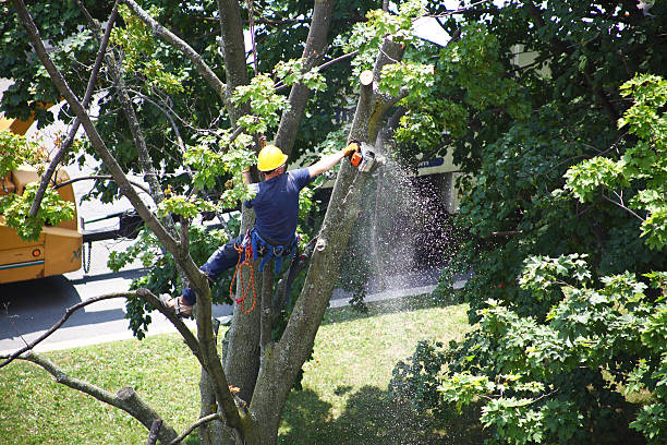 How Our Tree Care Process Works  in  East Washington, PA